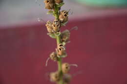 Image of Snap Dragons