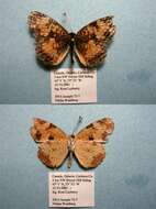 Image of Phyciodes cocyta