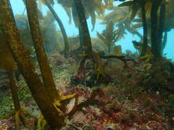 Image of Leathery yellow brown kelp