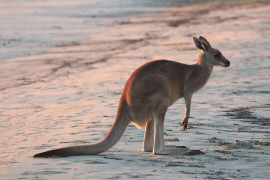 Image of kangaroo