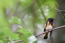 Image of American Redstart