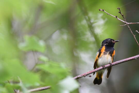 Image of American Redstart