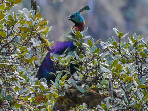 Image of Monal