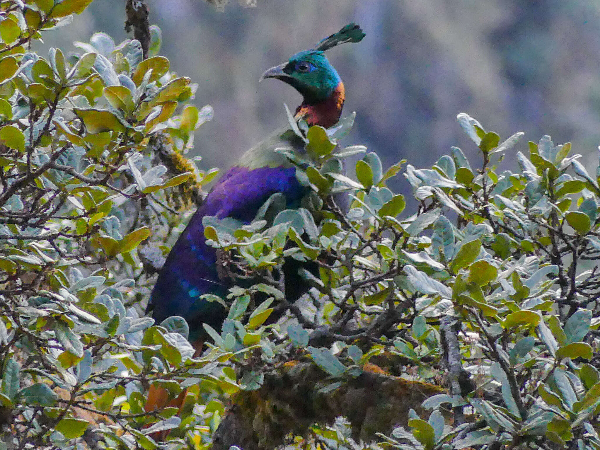 Image of Monal