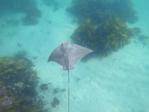 Image of Australian Eagle Ray