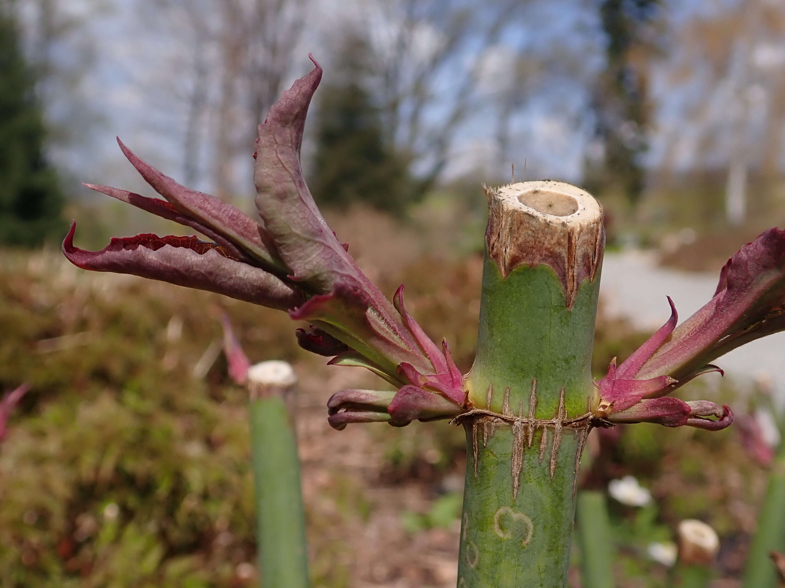 Image de Leycesteria