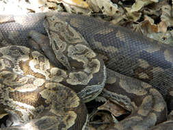 Image of Dumeril's Boa