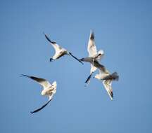 Image of Black-headed Gull