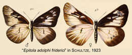 Imagem de Epitola adolphifriderici Schultze 1911