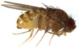 Image of fruit fly