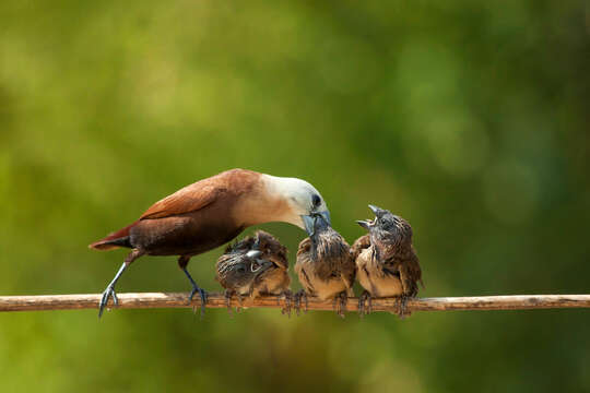 Image of White-headed Munia