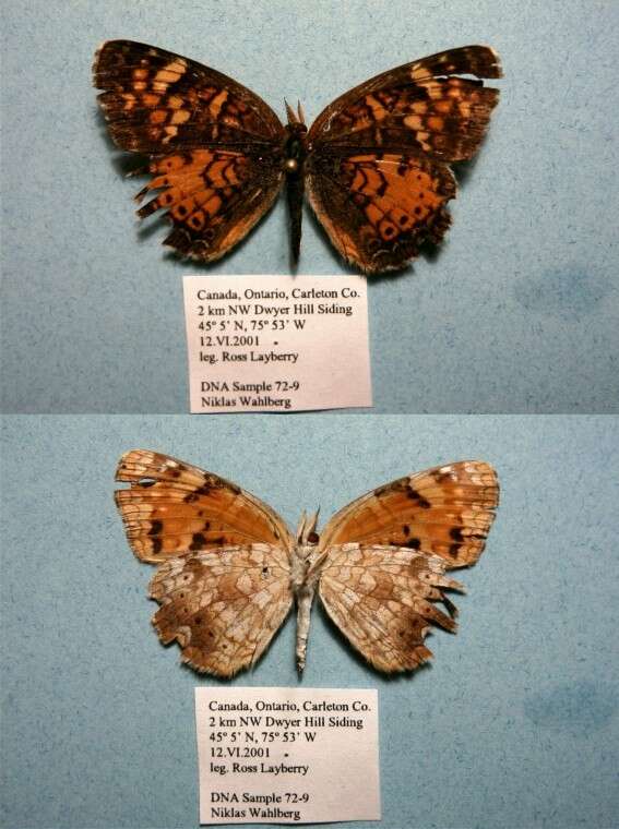 Image of Phyciodes cocyta