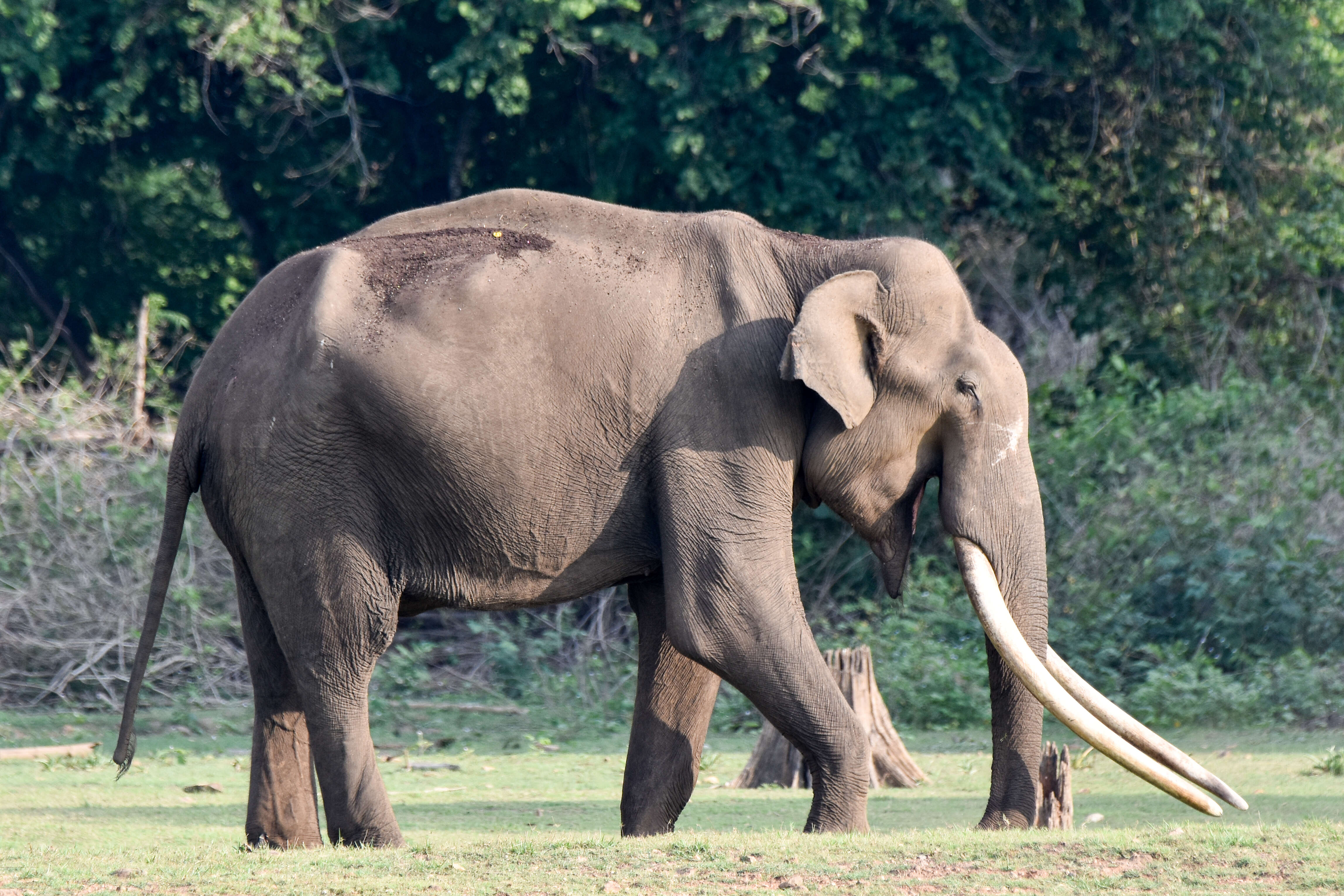 Image of Indian elephant