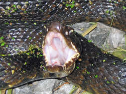 Image of Cottonmouth