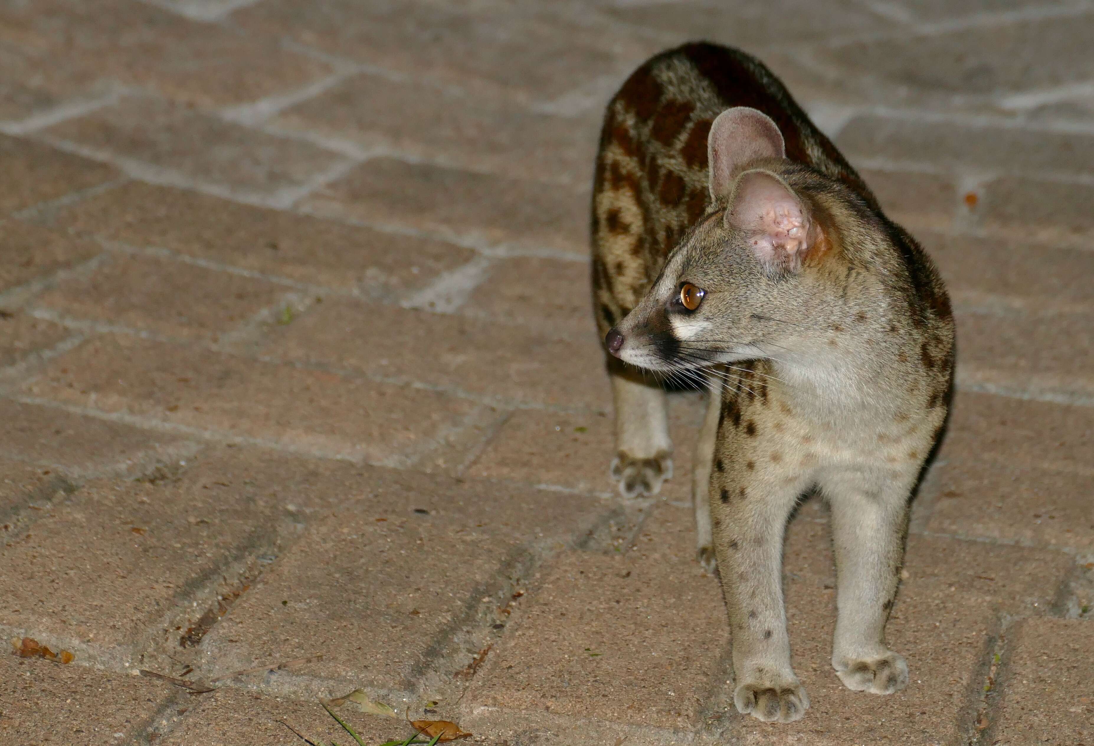 Image of Blotched Genet