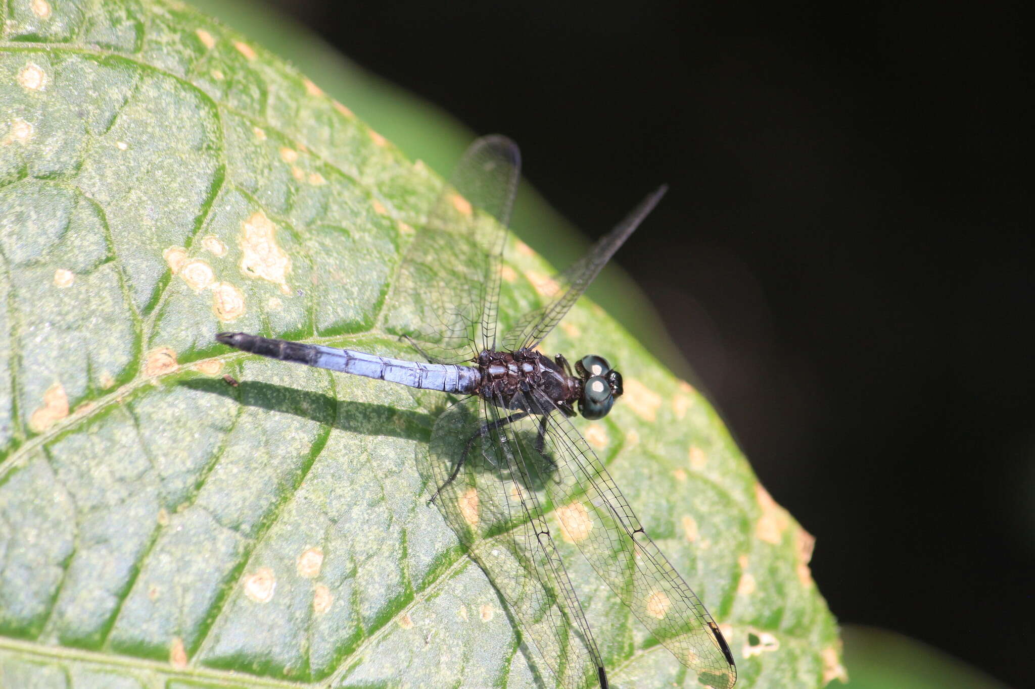 Image of Gray-waisted Skimmer