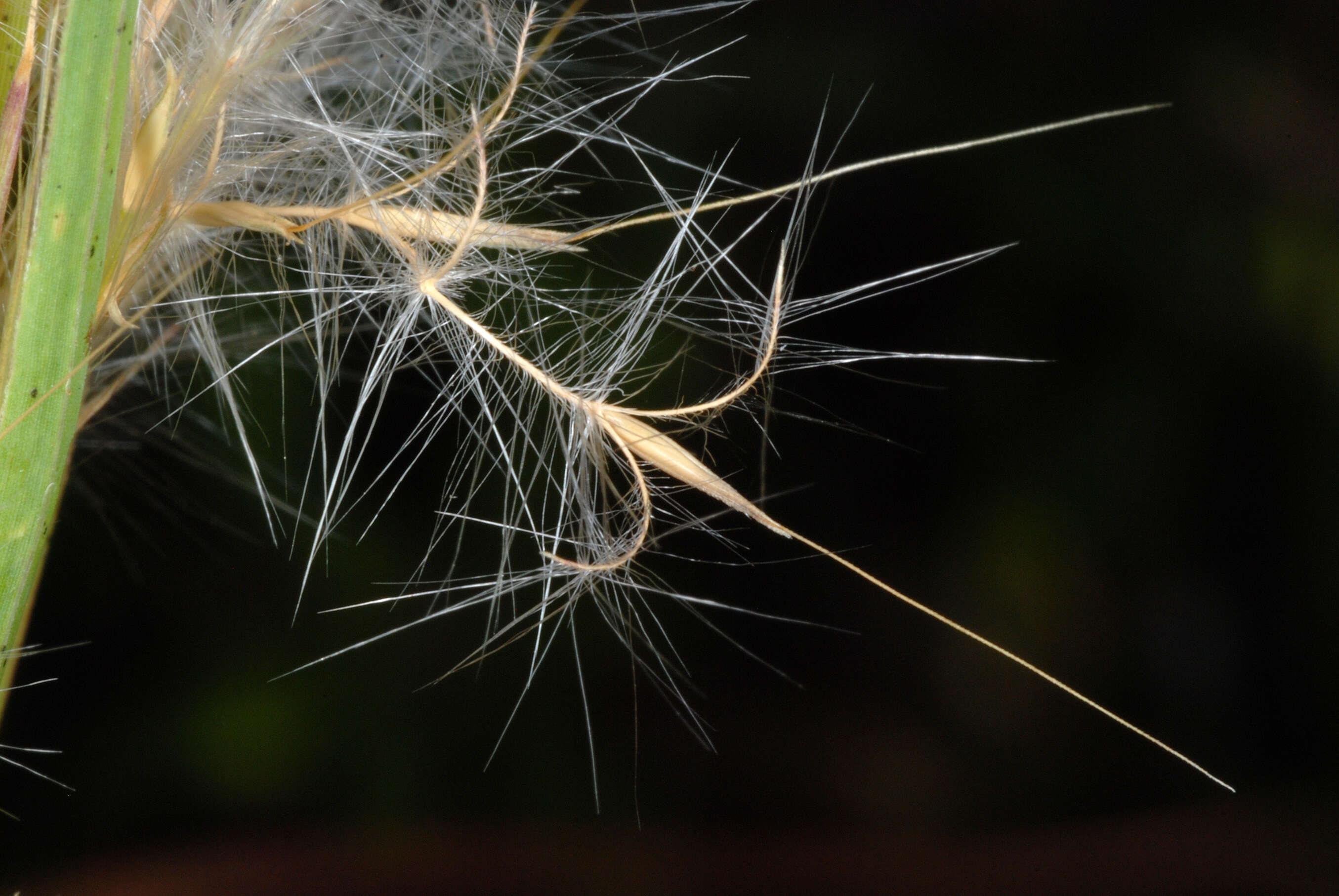 Imagem de Andropogon glomeratus (Walter) Britton, Sterns & Poggenb.