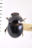 Image of Canthidium