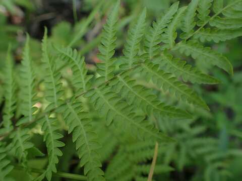 Image of Marsh Fern