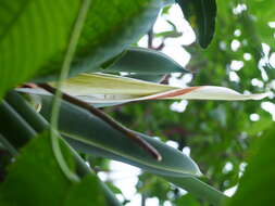 Image of Thaumatophyllum bipinnatifidum