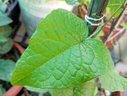 Image of antigonon