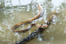 Image of Asiatic rock python