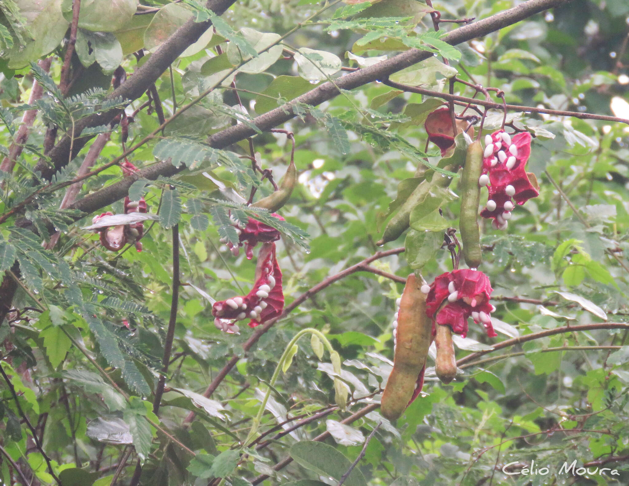 Image of broadleaf caper