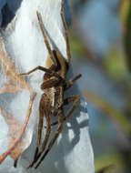 Image of Dolomedes minor L. Koch 1876