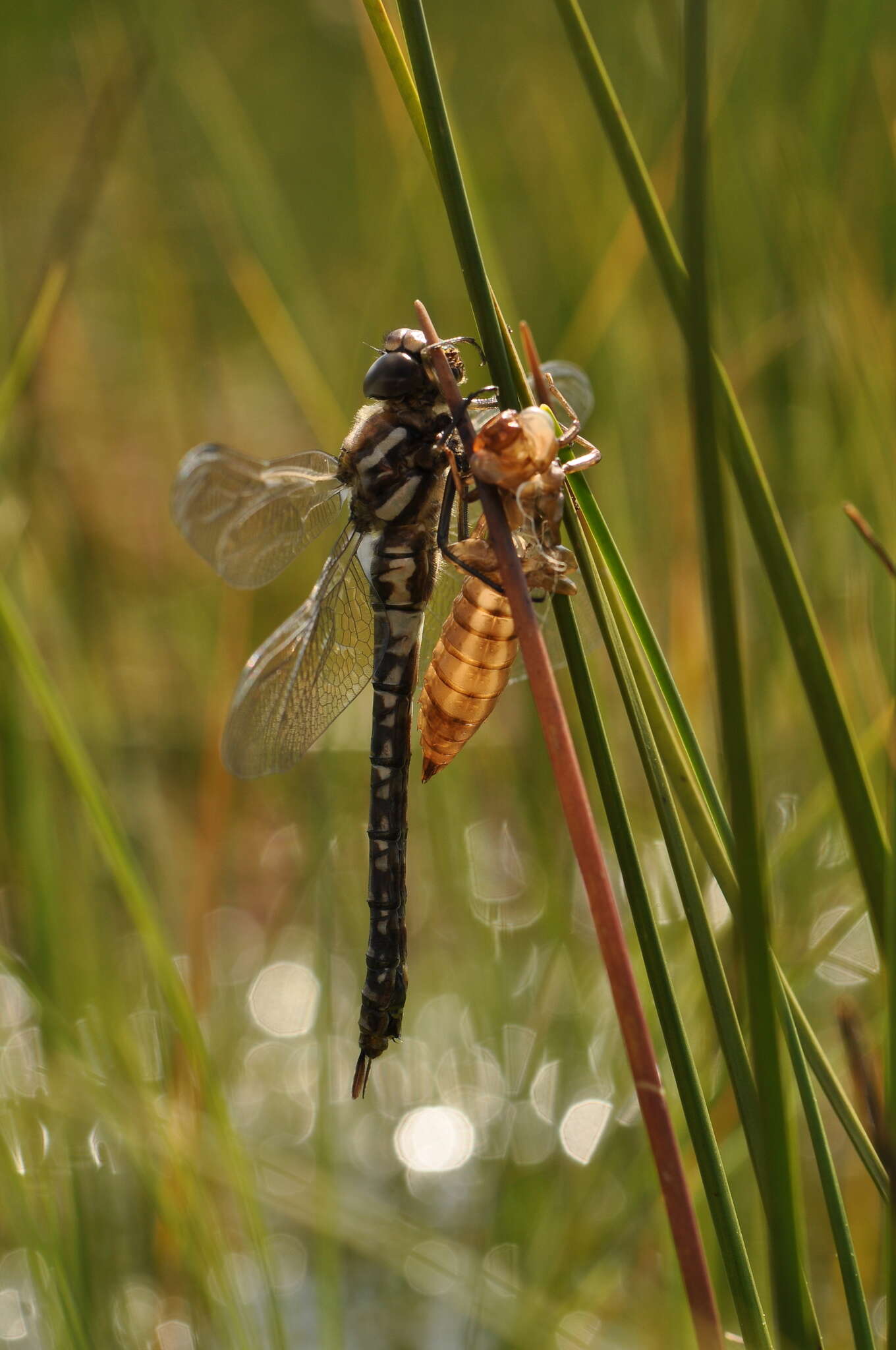 Image of bog hawker