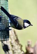 Image of Great Tit