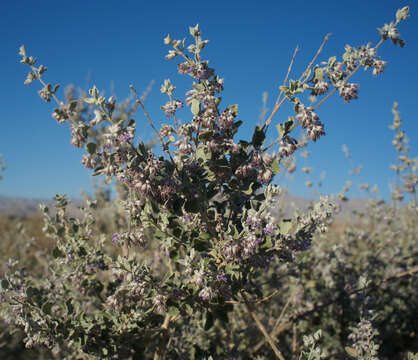 Image of desert lavender