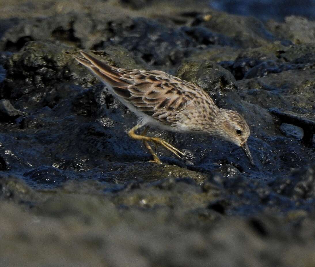 Image of Long-toed Stint