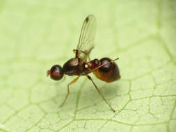 Image of Black scavenger fly