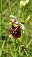 Image of Ophrys holosericea