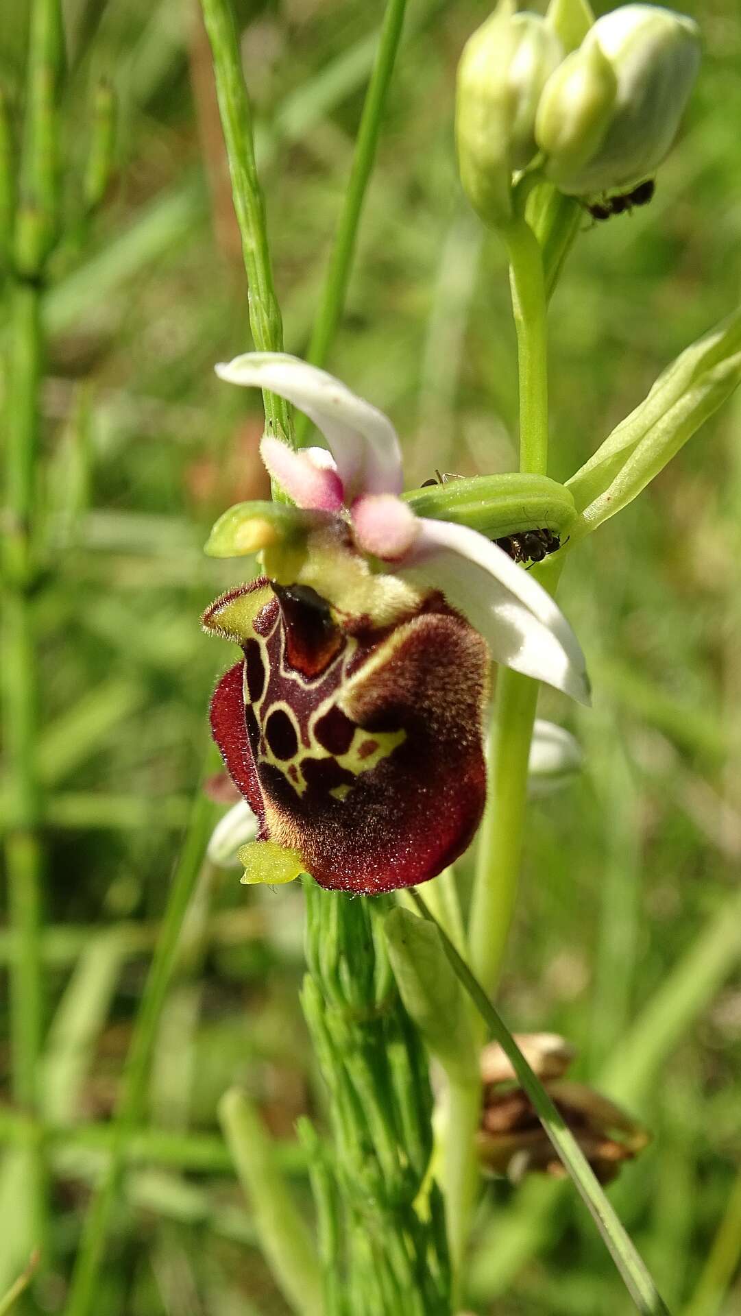 Image of Ophrys holosericea