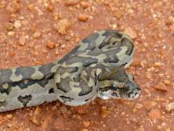 Image de Python natalensis A. Smith 1840