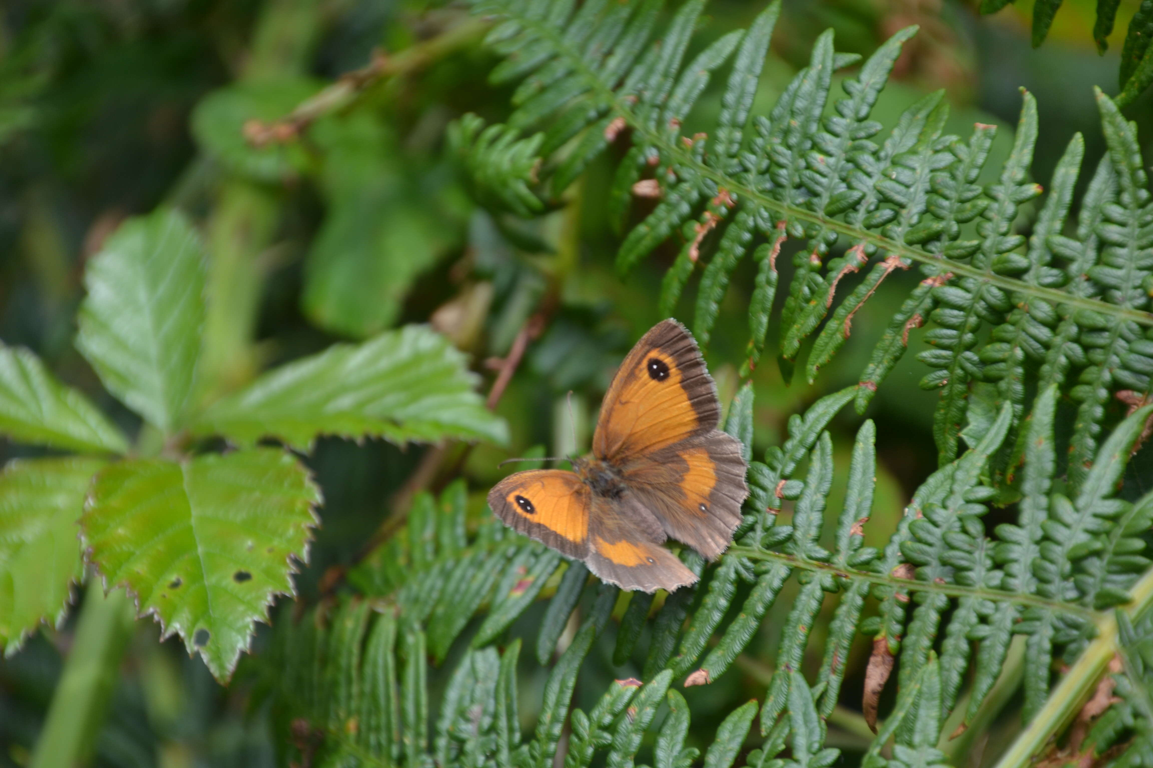 Image of hedge brown