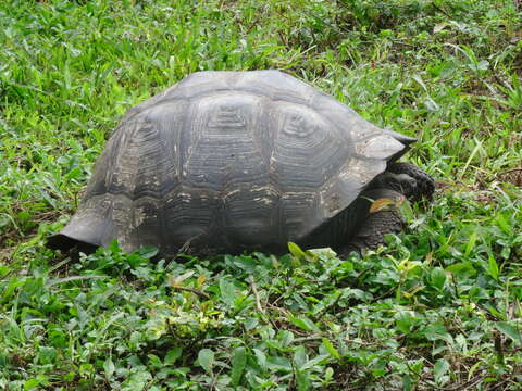 Image of Galapagos giant tortoise