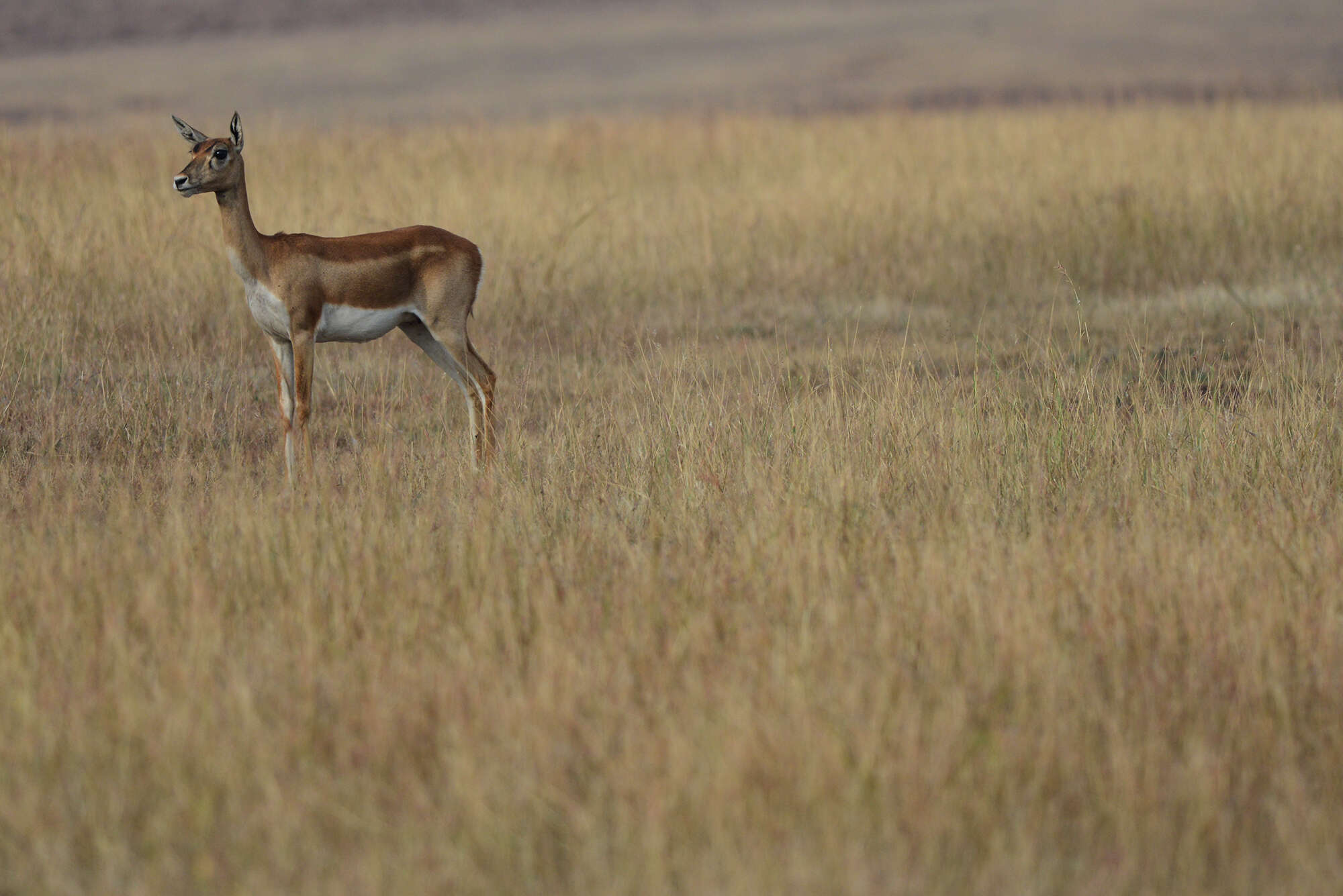 Image of Blackbuck