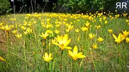 صورة Zephyranthes