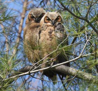 Image of Great Horned Owl