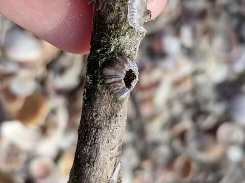 Image of Striped barnacle