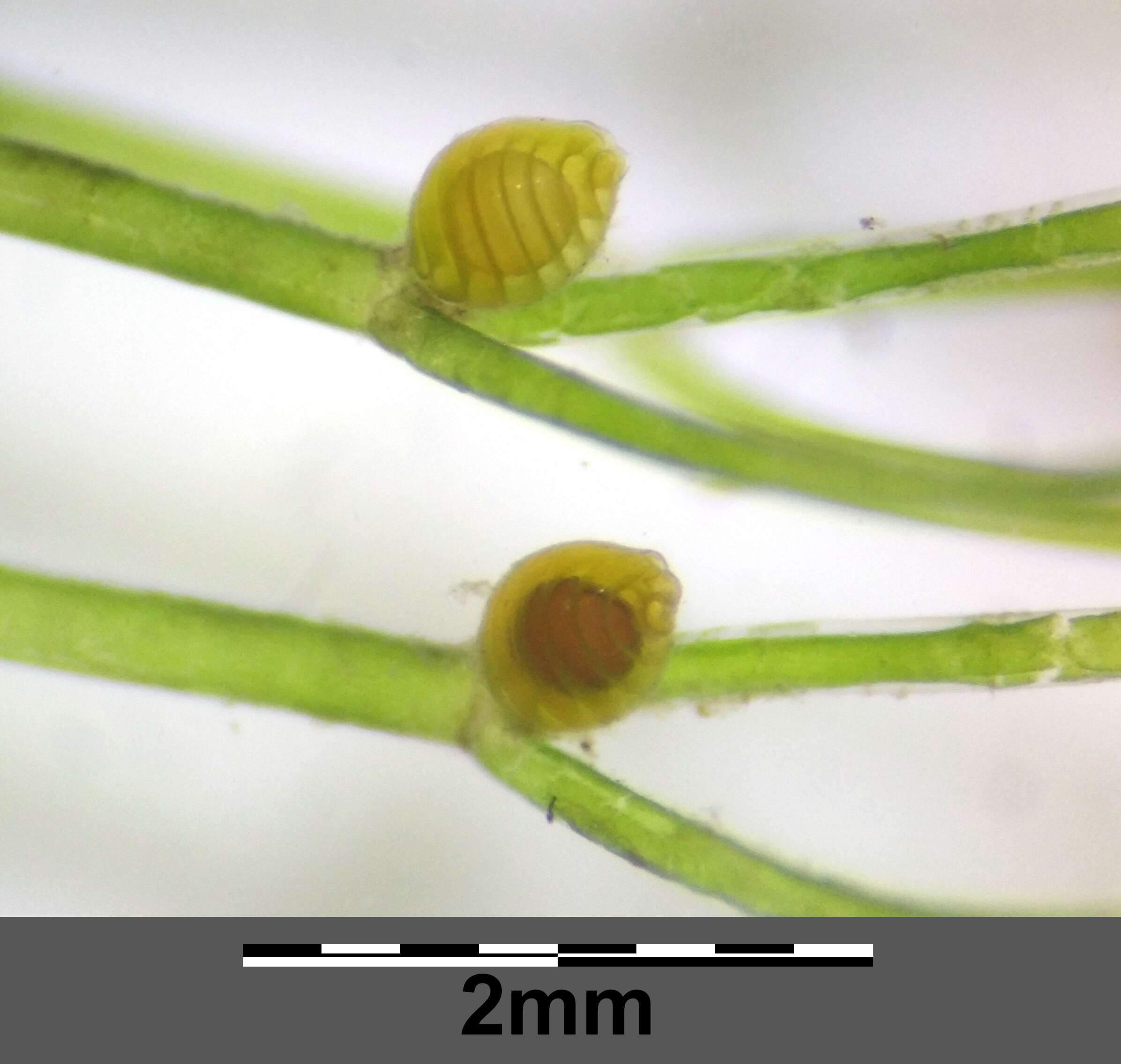 Image of Stonewort