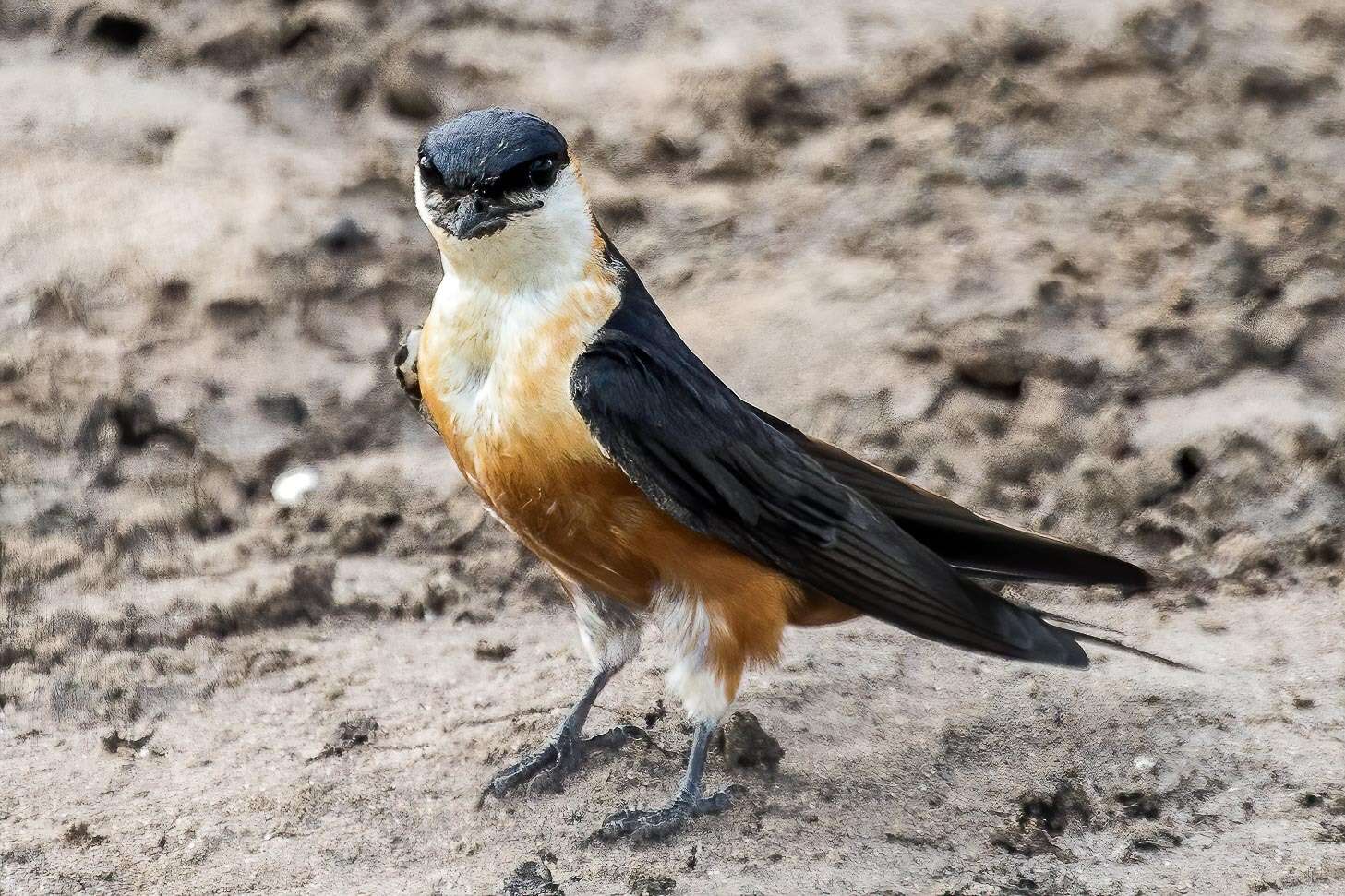 Image of Mosque Swallow