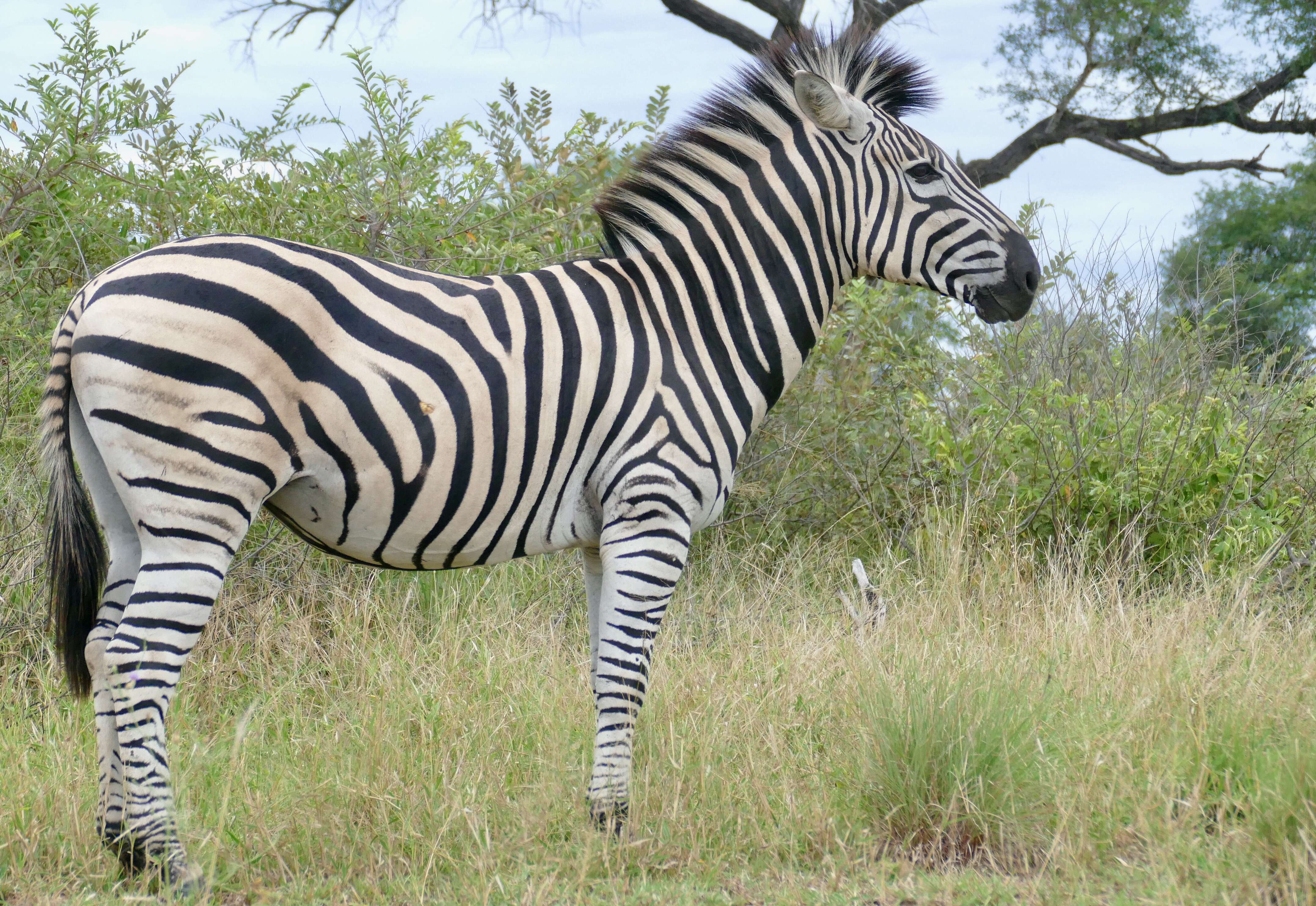 Image of zebra