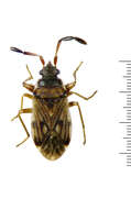 Image of Brentiscerus