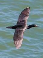 Image of Double-crested Cormorant