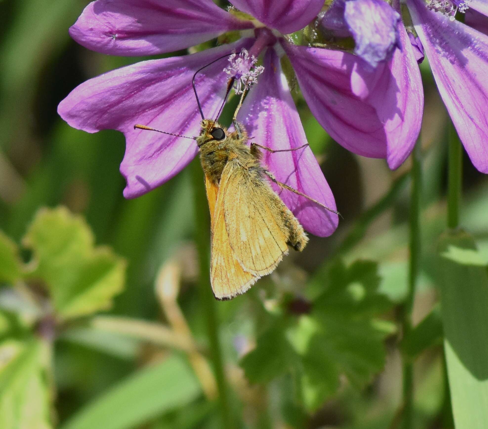 Image of Ochlodes sylvanus