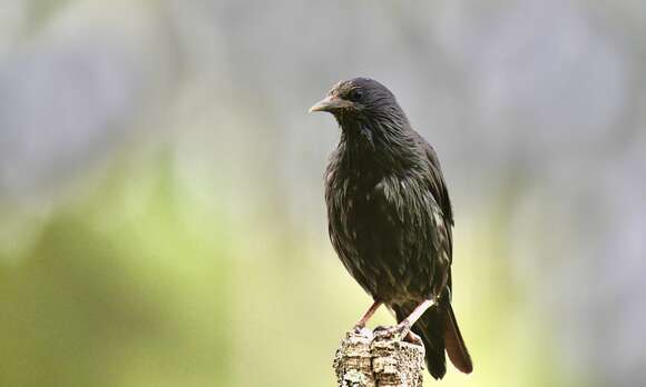 Image of Spotless Starling