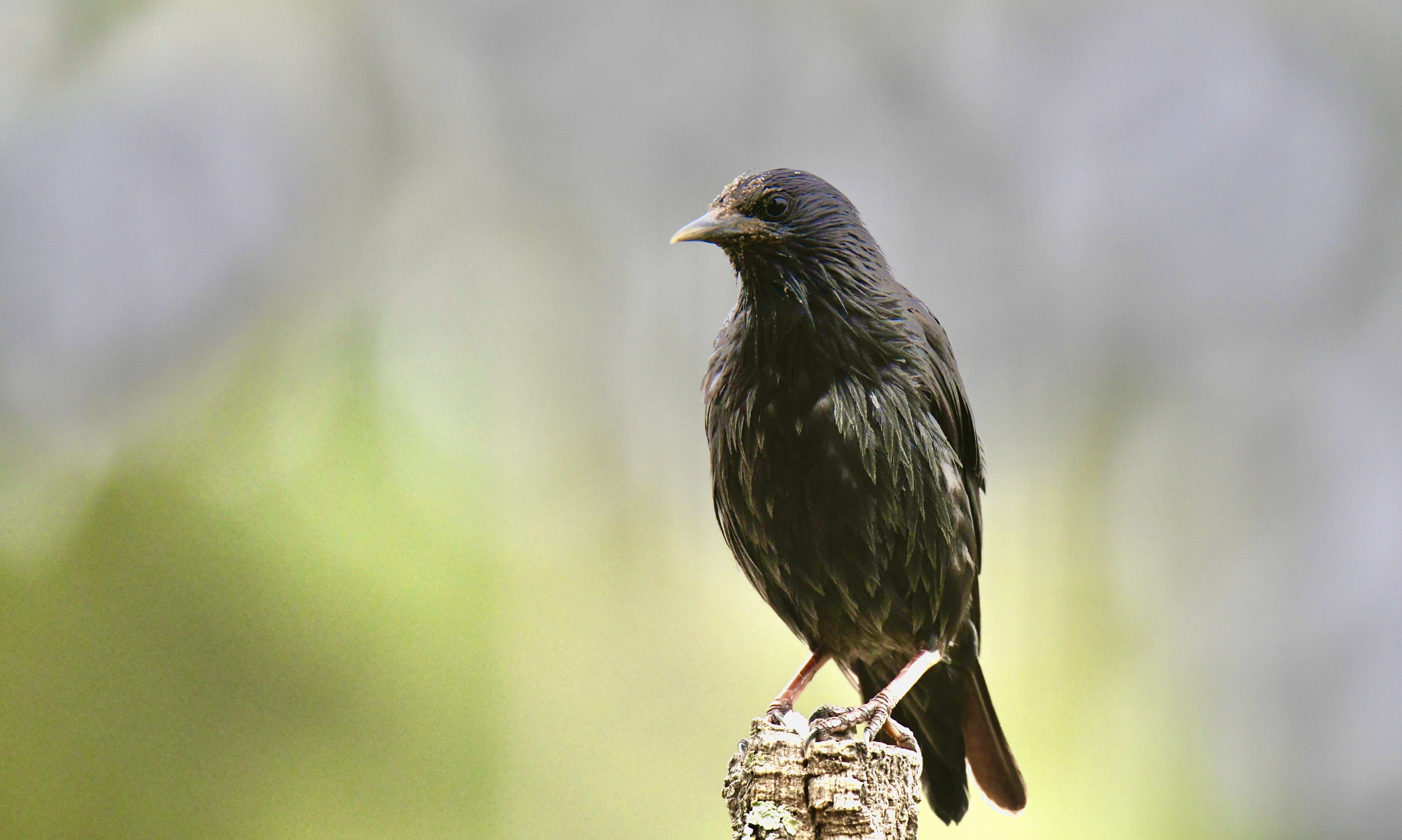 Imagem de Sturnus unicolor Temminck 1820